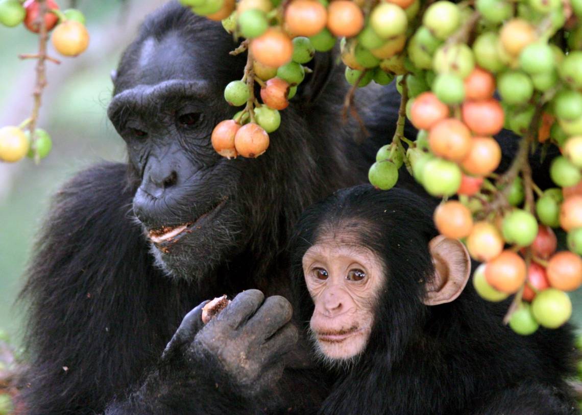 Wild chimpanzees feed on figs in Kibale National Park, Uganda. Photo by Alain Houle, Harvard University