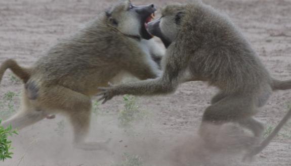 A study in wild baboons suggests the link between status and health depends on whether an individual has to fight for status, like these males, or status is given to them. Photo by Elizabeth Archie, University of Notre Dame